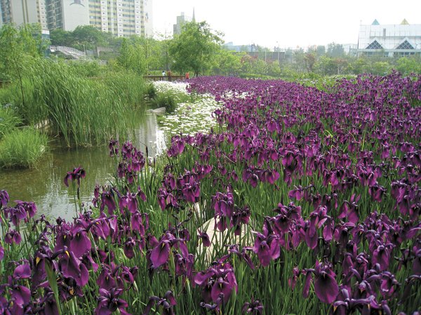 Spend springtime hours in fields of flowers