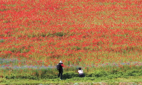 Spend springtime hours in fields of flowers